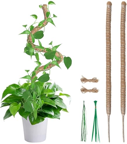 Amazon | Mcbazel 120CM 観葉植物 支柱 モンステラ支柱 モスポール